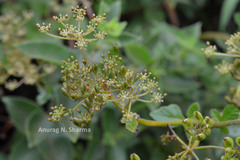 Pimpinella wallichiana